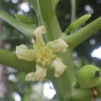 Carica papaya L.